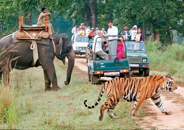 kanha-bandhavgarh-pench-wildlife-tour